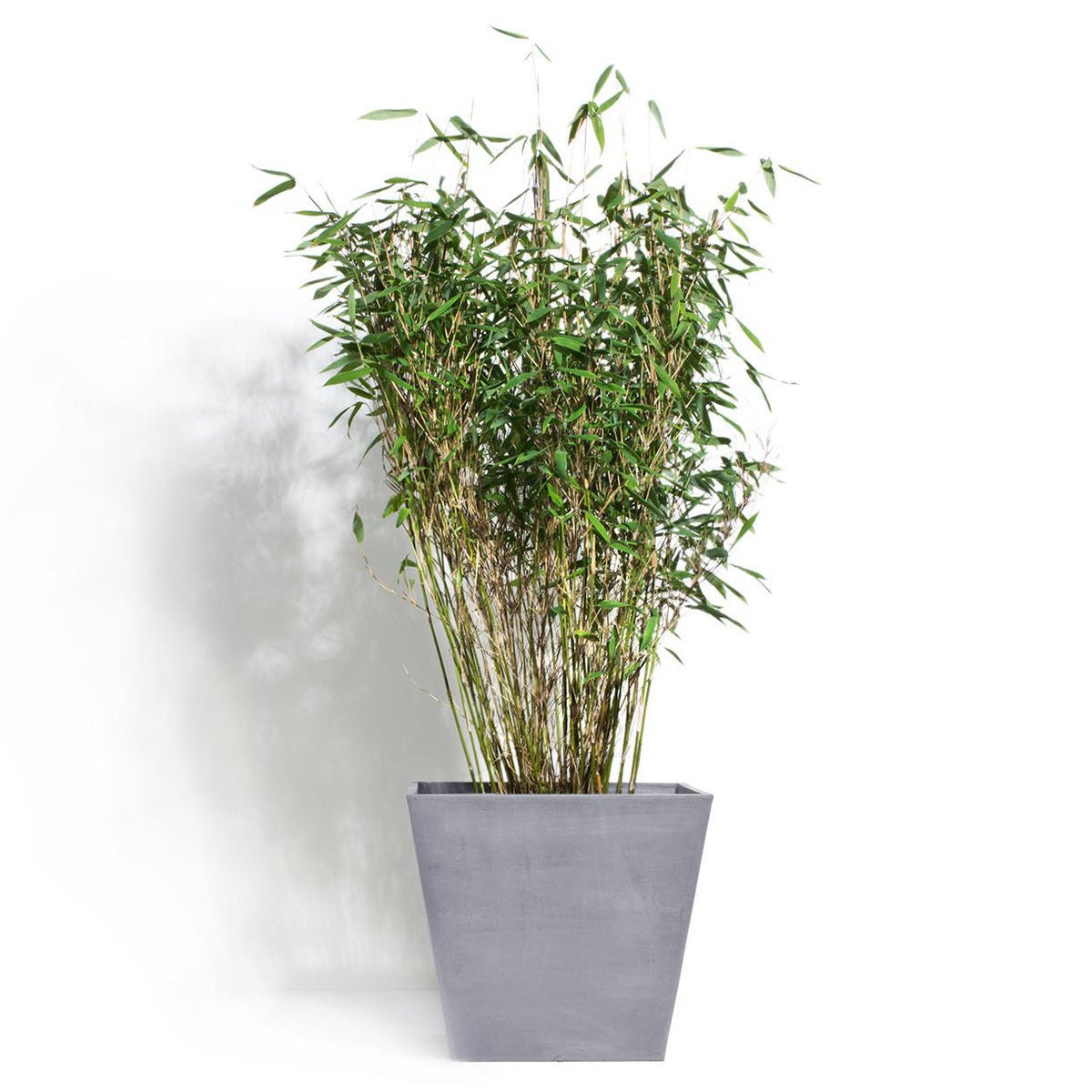 Otatea acuminata (Mexican Weeping Bamboo)